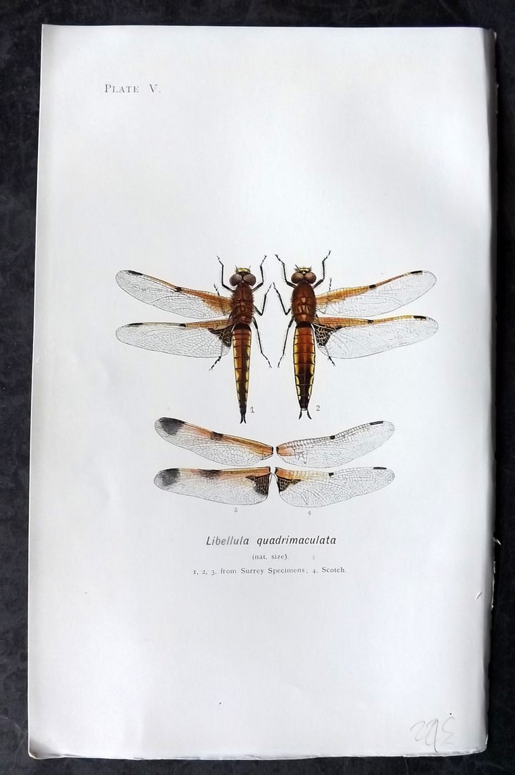 Lucas - British Dragonflies 1899 Print. Libellula Quadrimaculata 05: Lithograph Published 1899, London for "British Dragonflies" by William John Lucas. Paper Size: 8.5 x 5.5 inch (22 x 14cm) Good Condition