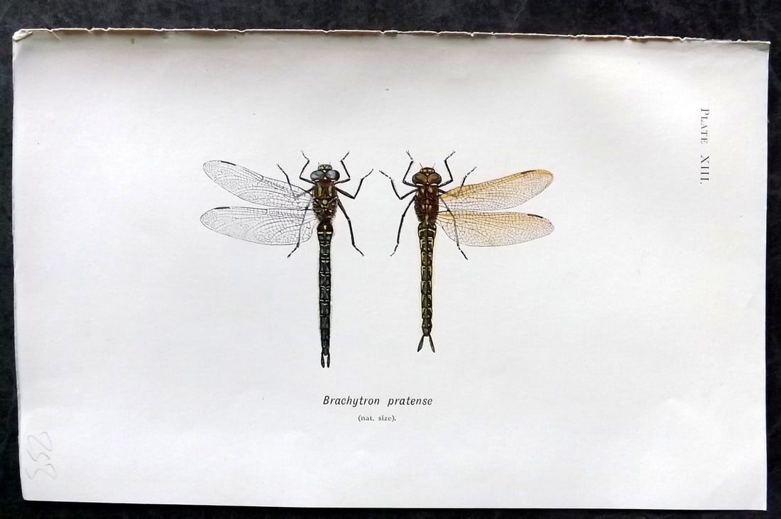 Lucas - British Dragonflies 1899 Print. Brachytron Pratense 13: Lithograph Published 1899, London for "British Dragonflies" by William John Lucas. Paper Size: 8.5 x 5.5 inch (22 x 14cm) Good Condition