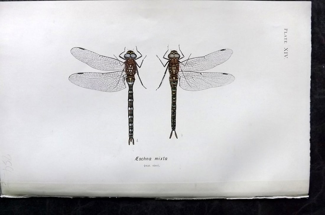 Lucas - British Dragonflies 1899 Print. Aeschna Mixta 14: Lithograph Published 1899, London for "British Dragonflies" by William John Lucas. Paper Size: 8.5 x 5.5 inch (22 x 14cm) Good Condition