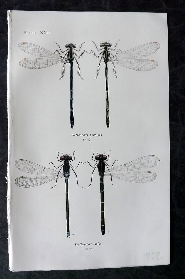 Lucas - British Dragonflies 1899 Print. Platycnemis Pennipes & Erythromma Naias 22 (1 of 1)