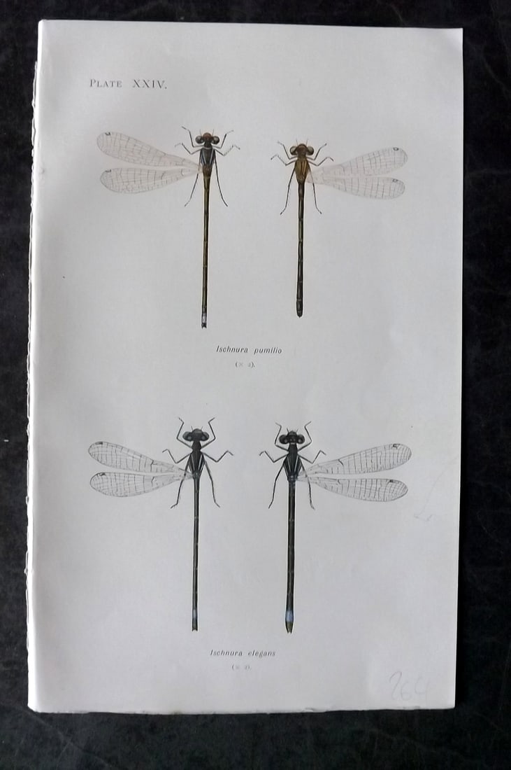 Lucas - British Dragonflies 1899 Print. Ischnura Pumilio & Elegans 24 (1 of 1)