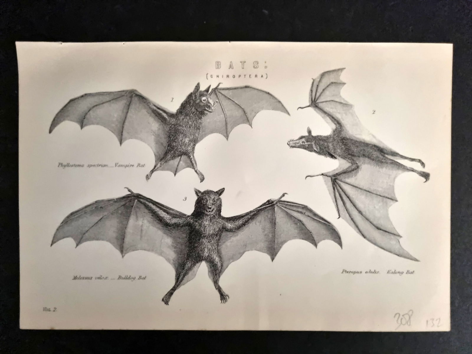 National Encyclopedia 1891 Print. Bats (1 of 1)