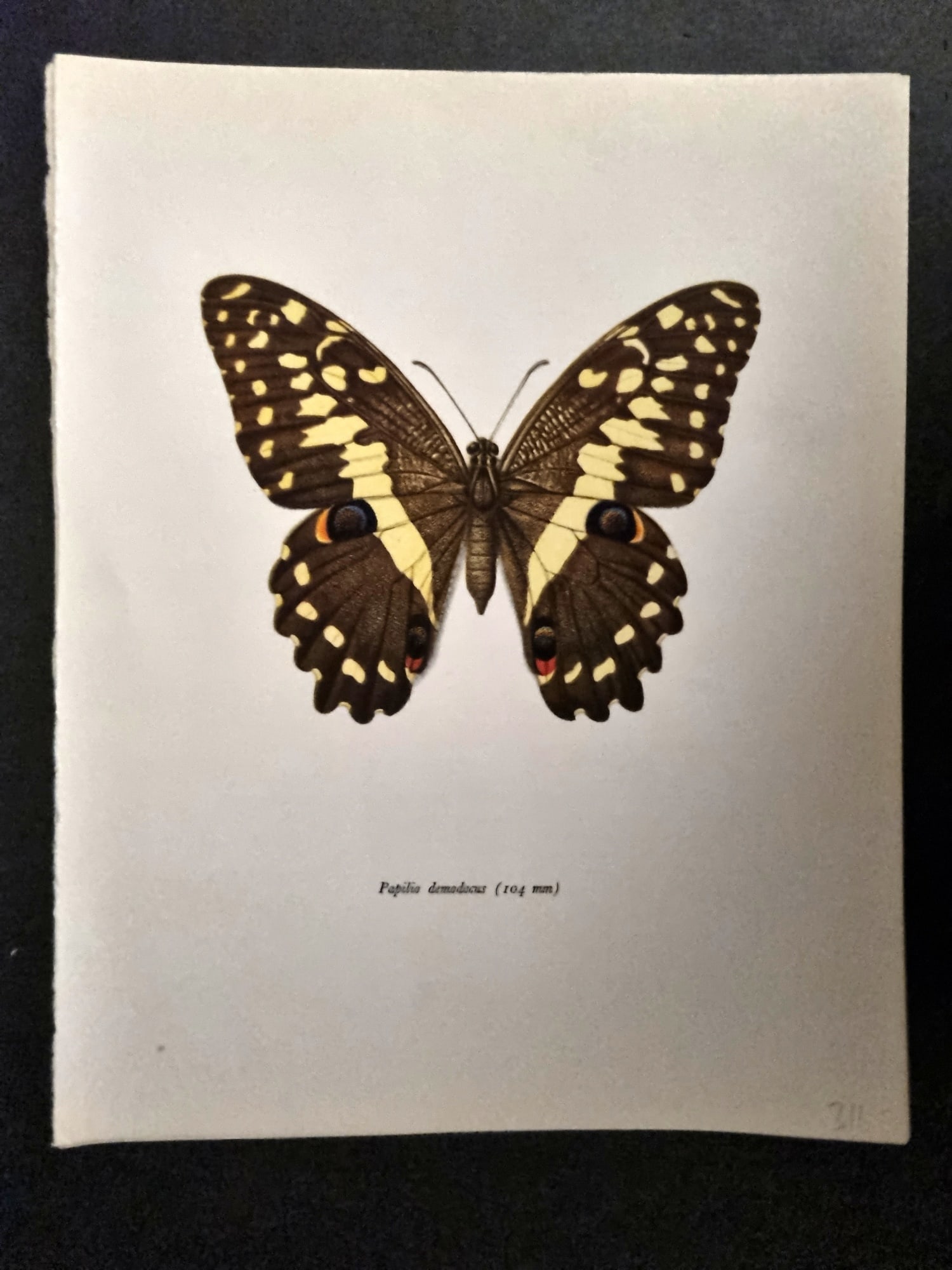 Prochazka, Frantisek 1963 Vintage Butterfly Print. Papilio Demodocus (1 of 1)