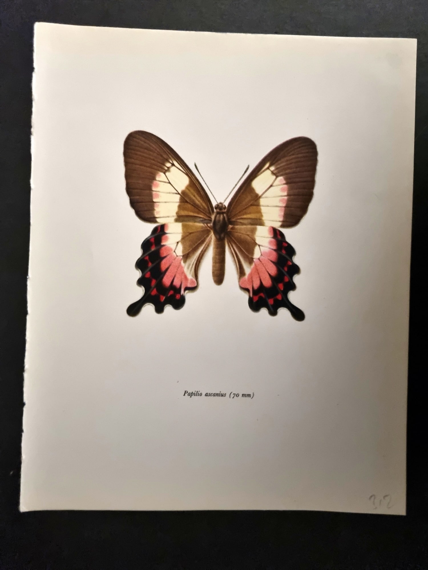 Prochazka, Frantisek 1963 Vintage Butterfly Print. Papilio Ascanius (1 of 1)