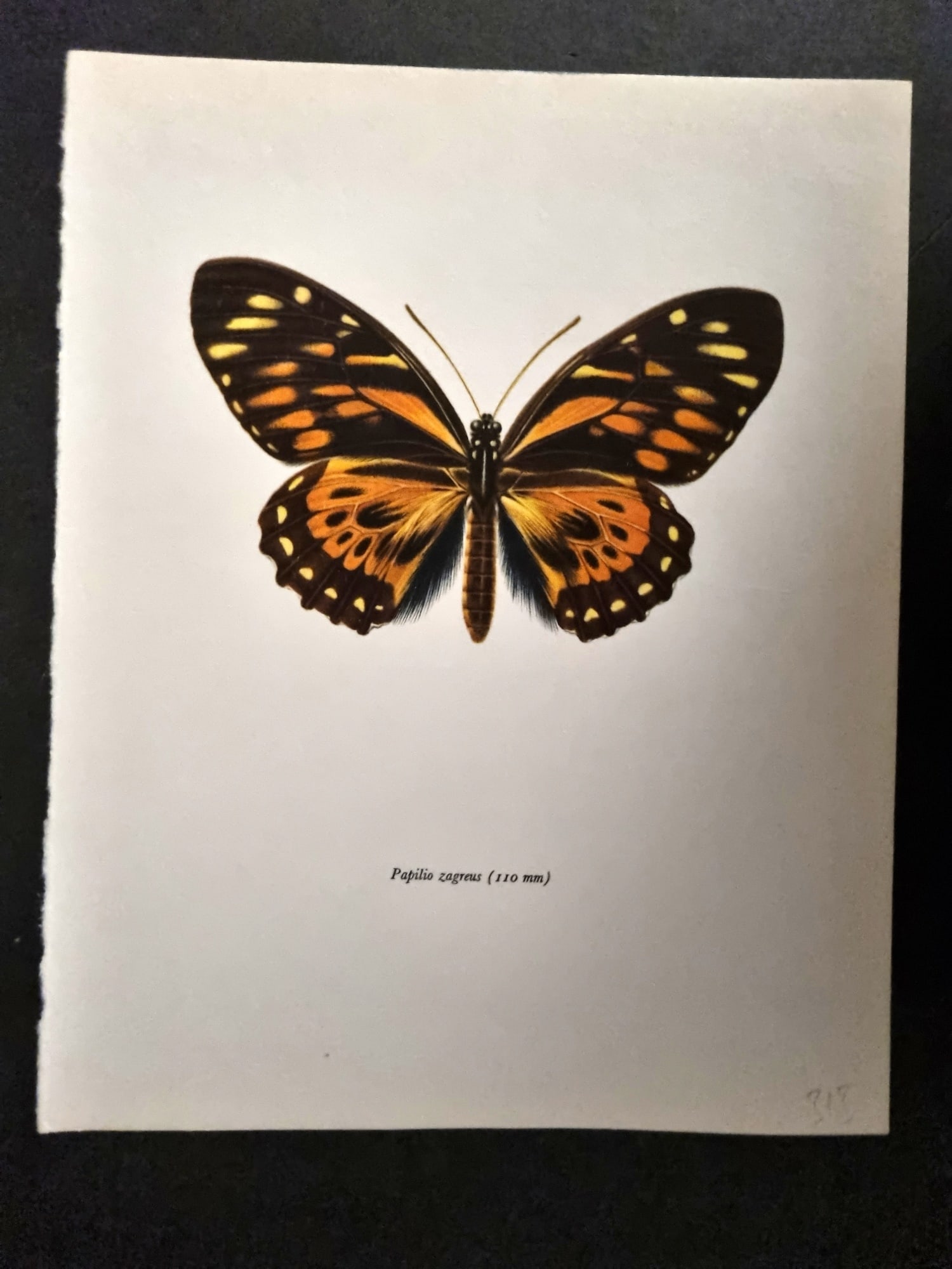Prochazka, Frantisek 1963 Vintage Butterfly Print. Papilio Zagreus (1 of 1)