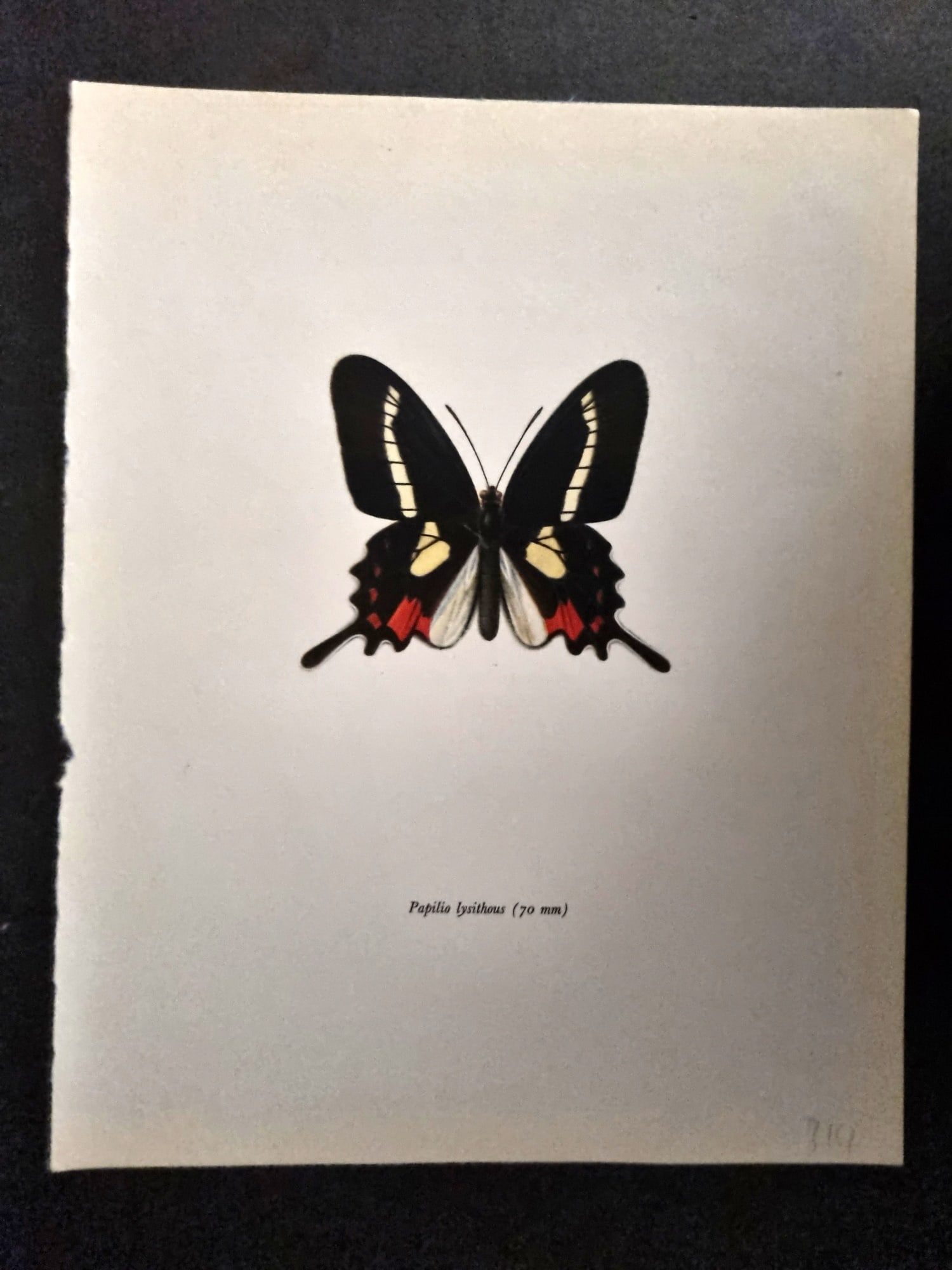 Prochazka, Frantisek 1963 Vintage Butterfly Print. Papilio Lysithous (1 of 1)