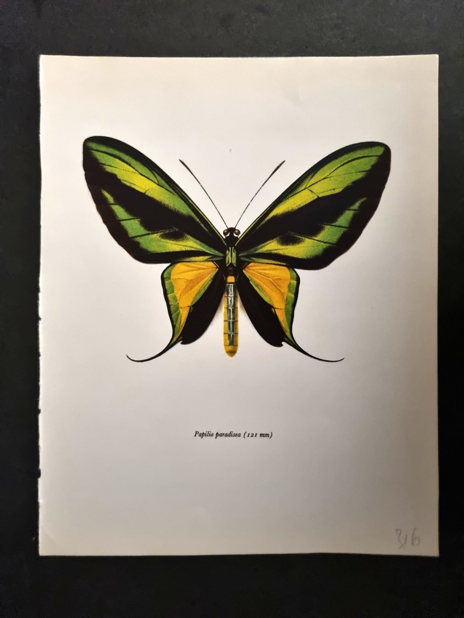 Prochazka, Frantisek 1963 Vintage Butterfly Print. Papilio Paradisea (1 of 1)