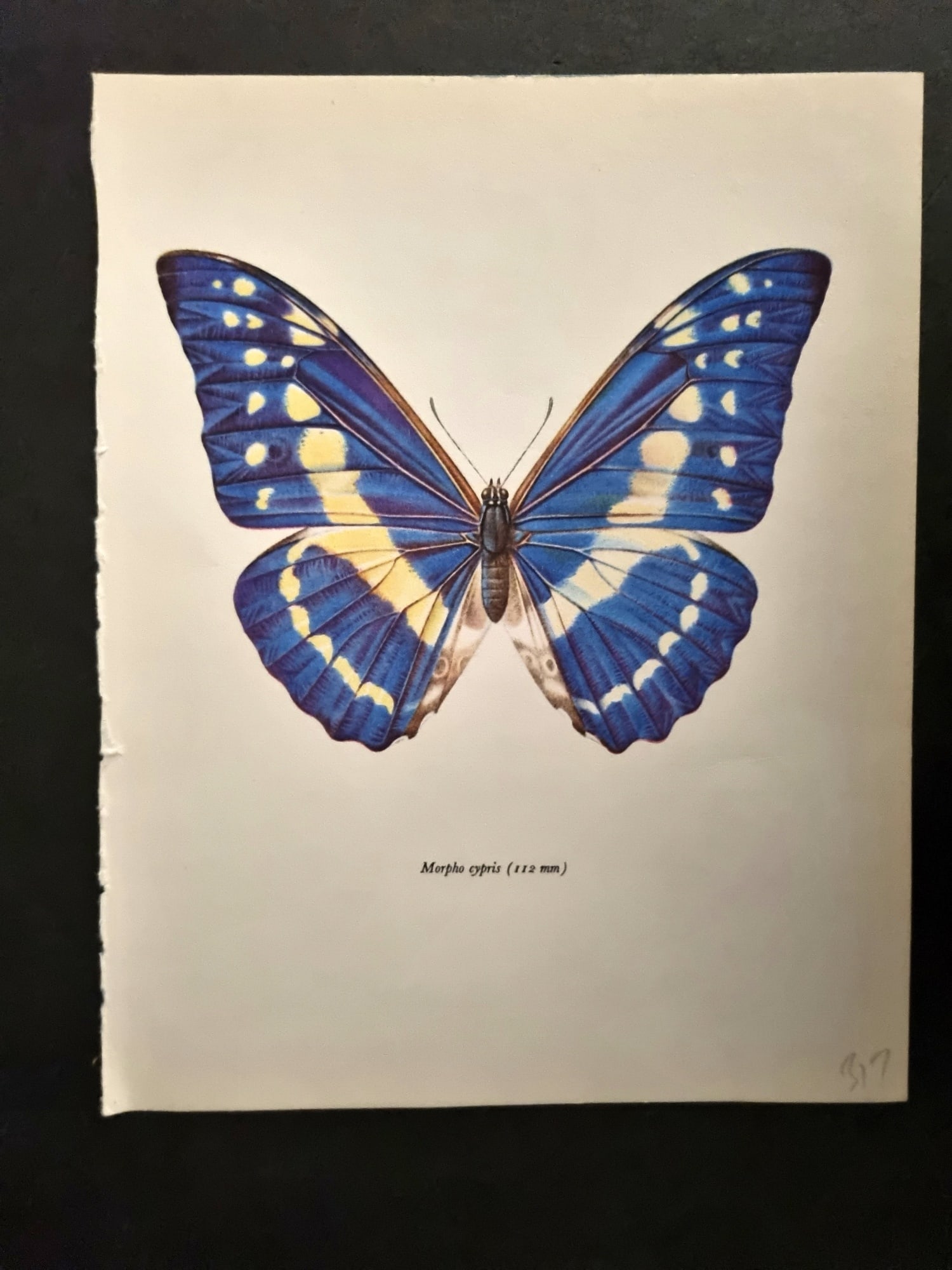 Prochazka, Frantisek 1963 Vintage Butterfly Print. Morpho Cypris (1 of 1)
