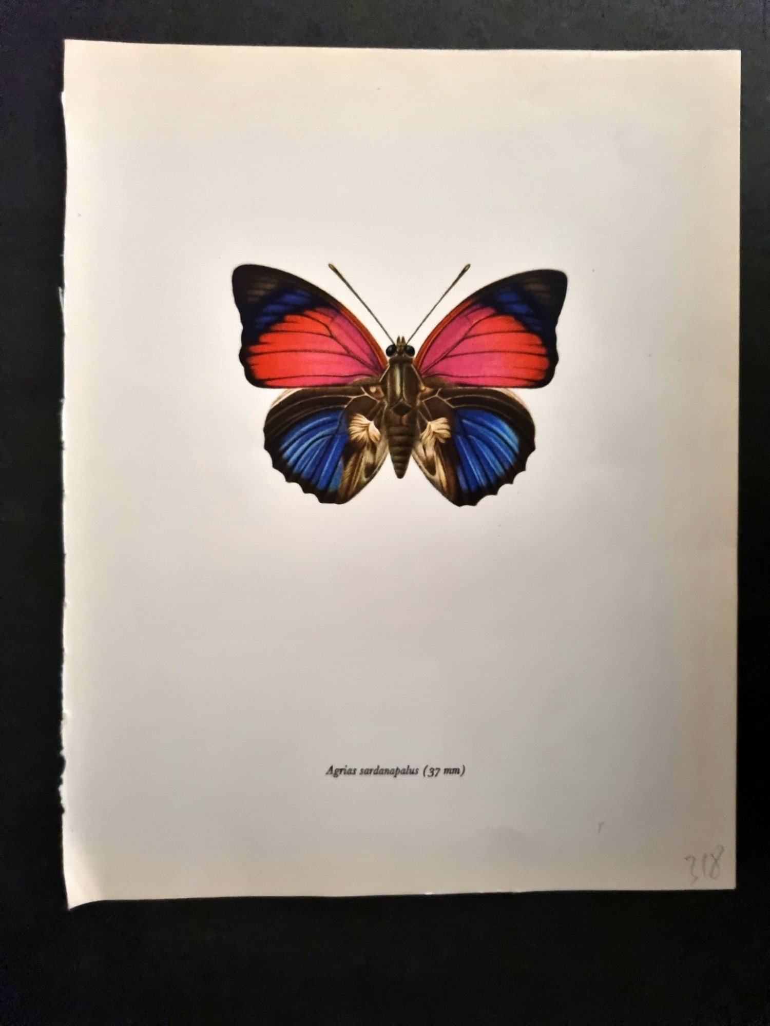 Prochazka, Frantisek 1963 Vintage Butterfly Print. Agrias Sardanapalus (1 of 1)