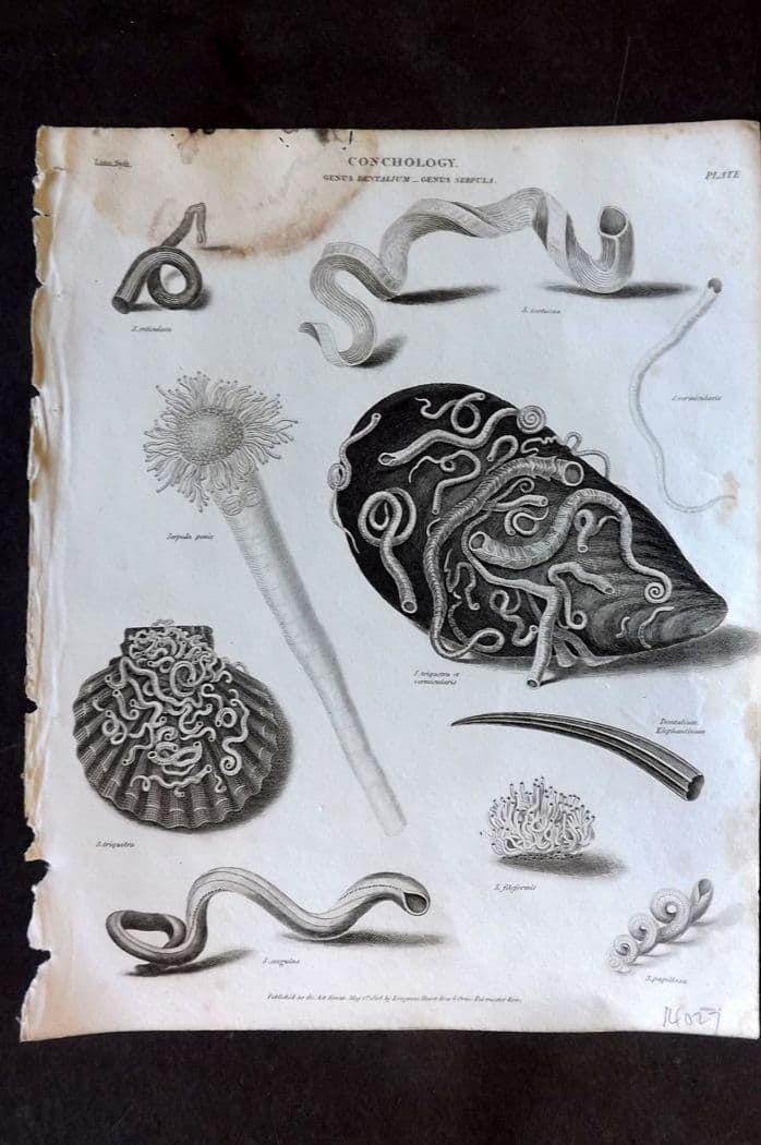 Rees, Abraham 1820 Antique Print. Conchology Shells - Dentalium, Serpula 18 (1 of 1)