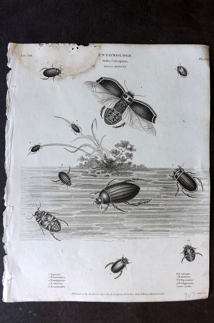 Rees, Abraham 1820 Antique Print. Entomology Coleoptera Insects (1 of 1)