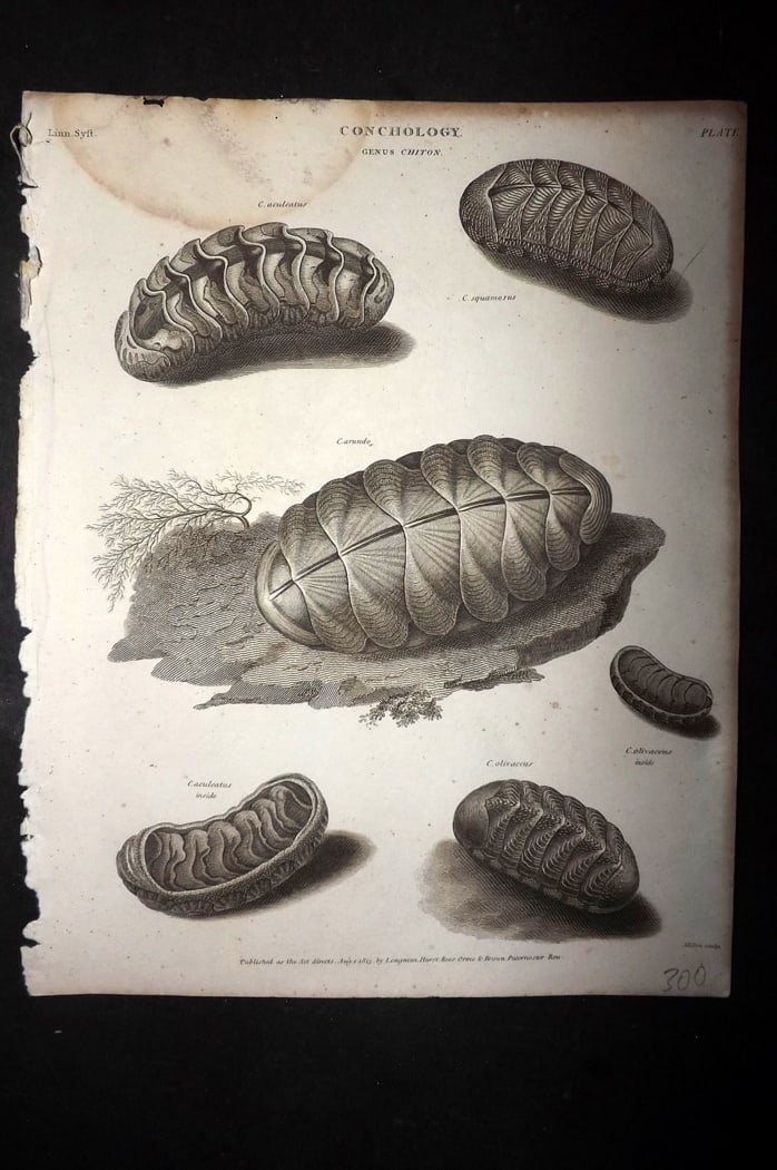 Rees, Abraham 1820 Antique Print. Conchology Shells 07 (1 of 1)