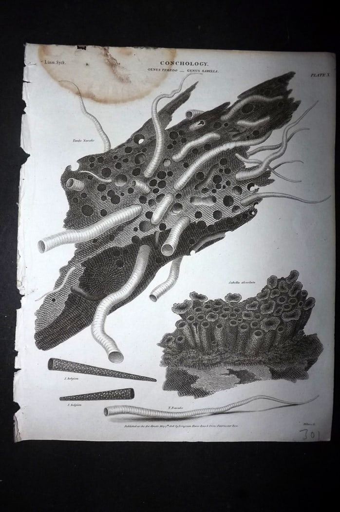 Rees, Abraham 1820 Antique Print. Conchology Shells 08 (1 of 1)