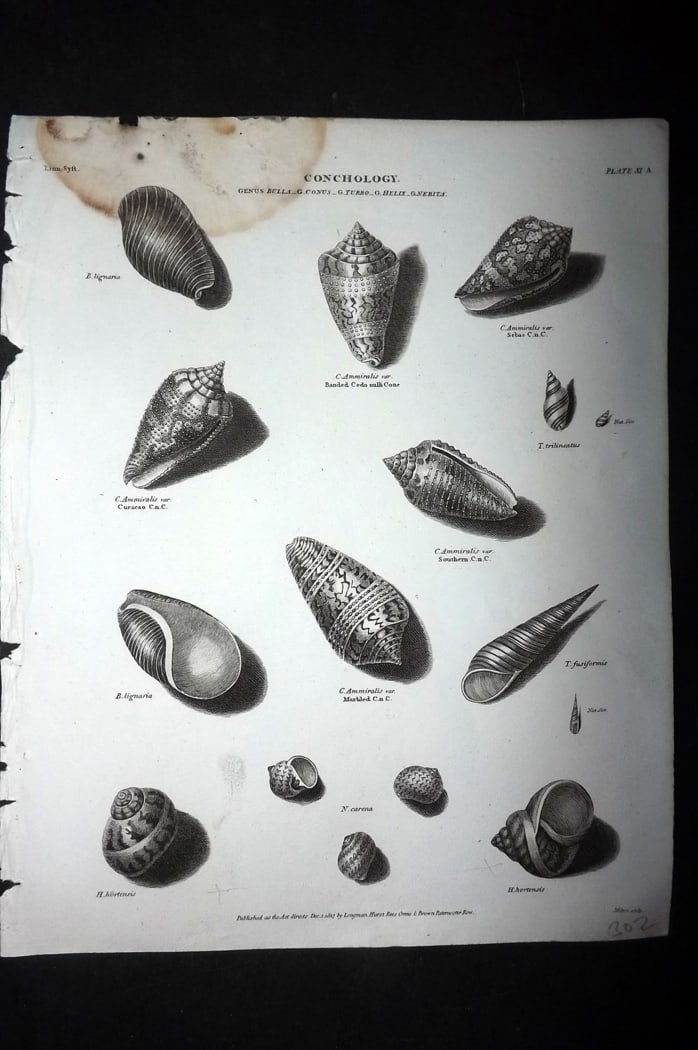 Rees, Abraham 1820 Antique Print. Conchology Shells 09 (1 of 1)