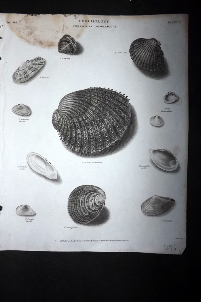 Rees, Abraham 1820 Antique Print. Conchology Shells 10 (1 of 1)