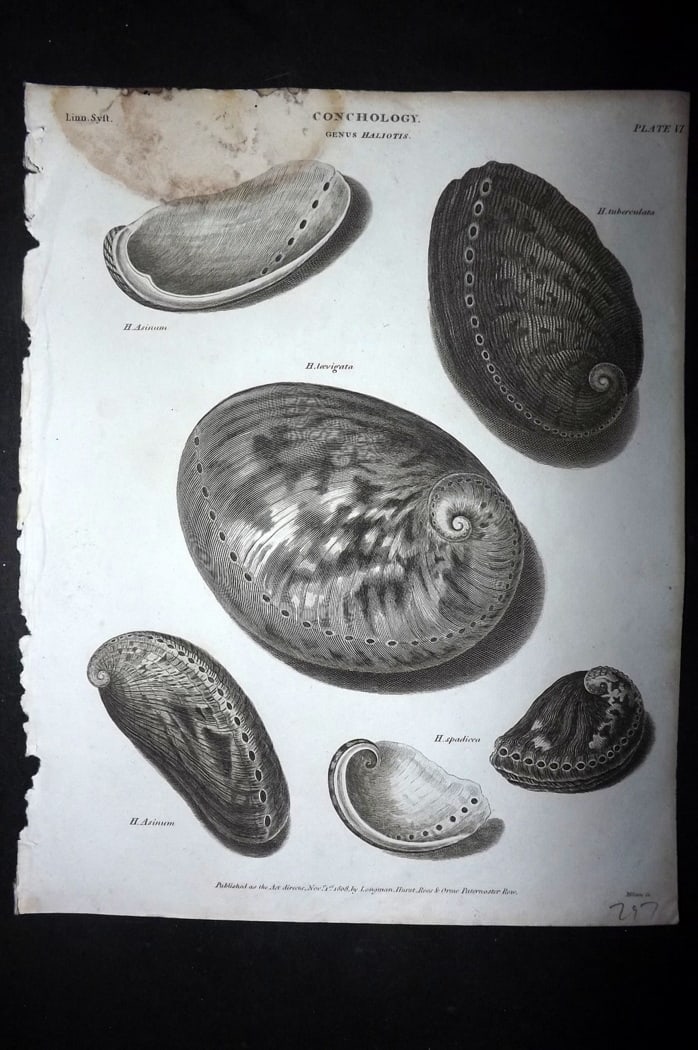 Rees, Abraham 1820 Antique Print. Conchology Shells 11 (1 of 1)