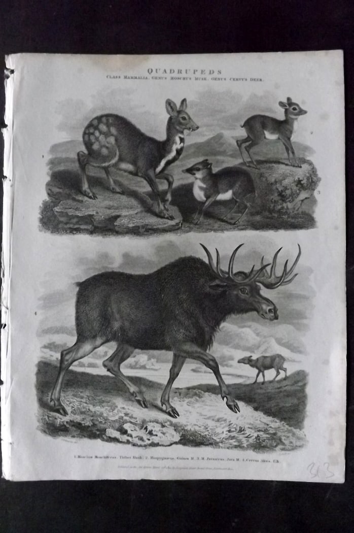Rees, Abraham 1820 Antique Print. Elk, Musk Deer (1 of 1)