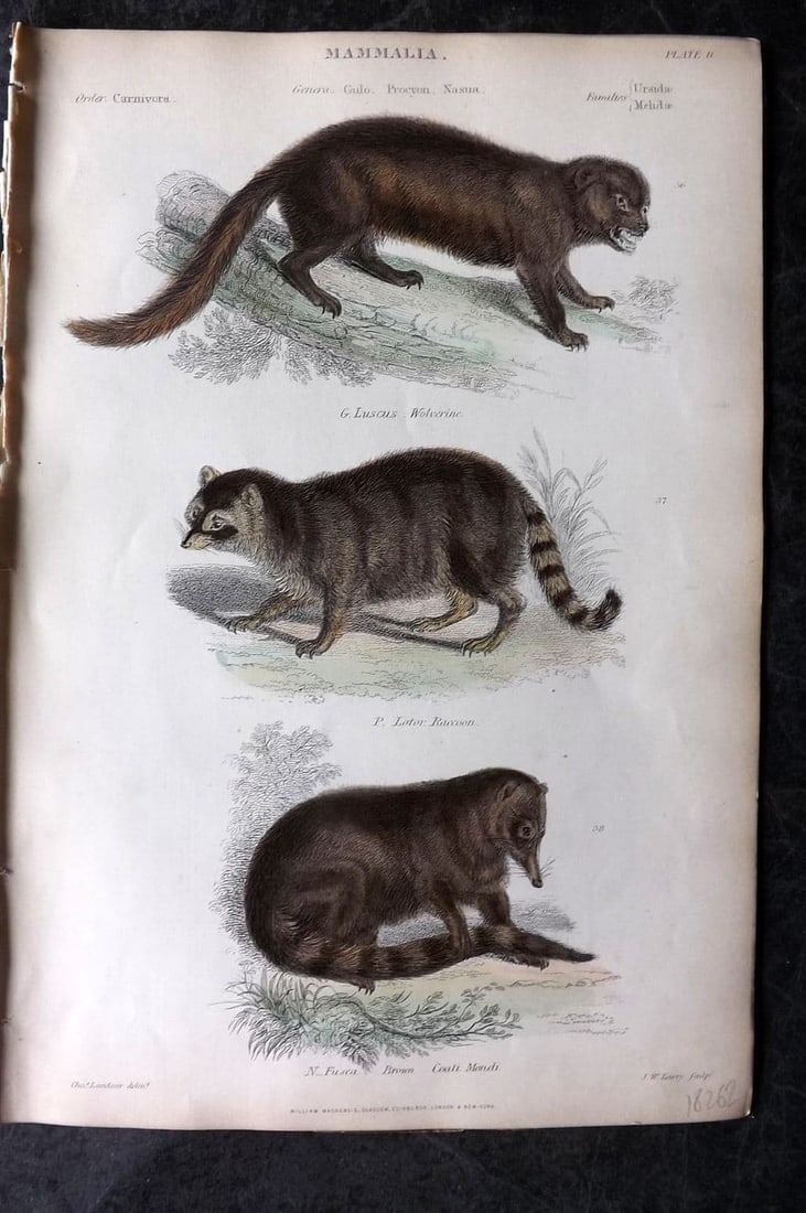 Richardson, John 1862 Hand Col Print. Wolverine, Raccoon, Brown Coati Mandi 11 (1 of 1)