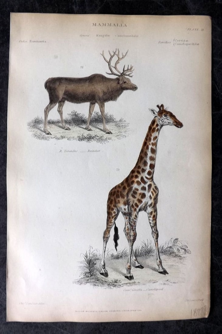 Richardson, John 1862 Hand Col Print. Reindeer, Giraffe - Camelopard 22 (1 of 1)