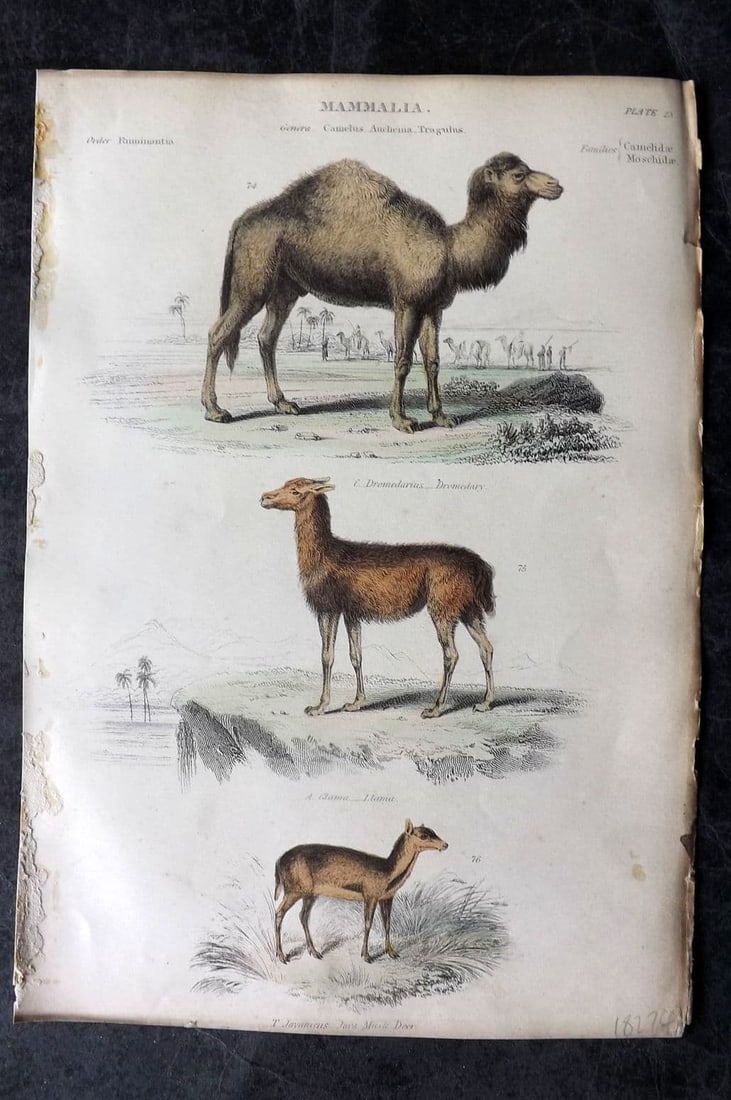 Richardson, John 1862 Hand Col Print. Dromedary Camel, Llama, Musk Deer 23 (1 of 1)