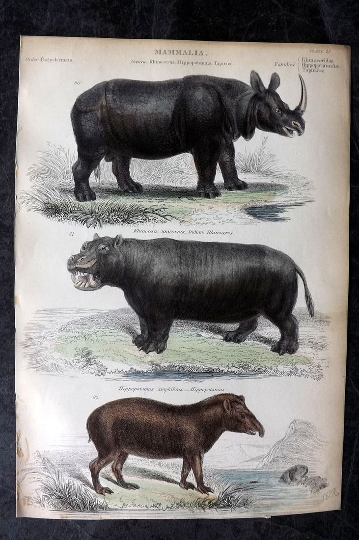 Richardson, John 1862 Hand Col Print. Hippopotamus, Indian Rhinoceros, American Tapir 25 (1 of 1)