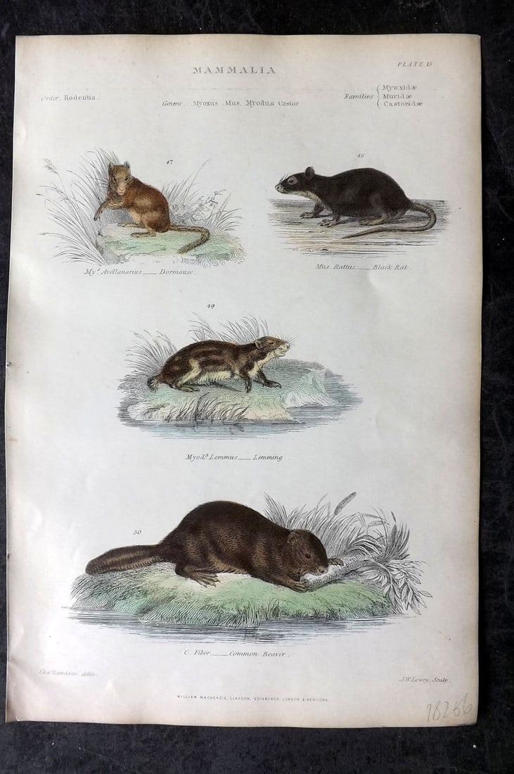 Richardson, John 1862 HCol Print. Dormouse, Black Rat, Lemming, Common Beaver 15 (1 of 1)