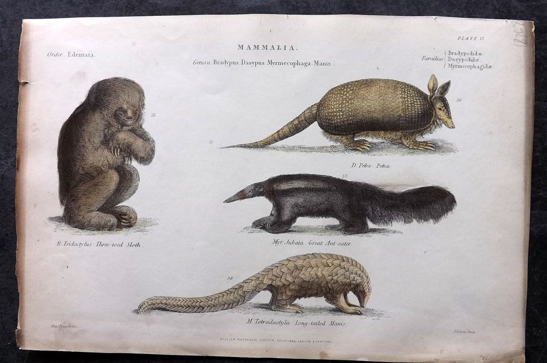 Richardson, John 1862 Hand Col Print. Sloth, Peba, Ant Eater, Long-Tailed Manis 17 (1 of 1)