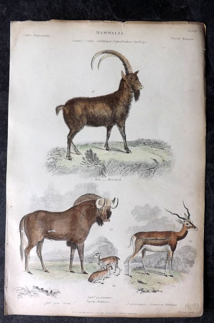 Richardson, John 1862 Hand Col Print. Ibex, Gnu, Pigmy Antelope, Antelope 19 (1 of 1)