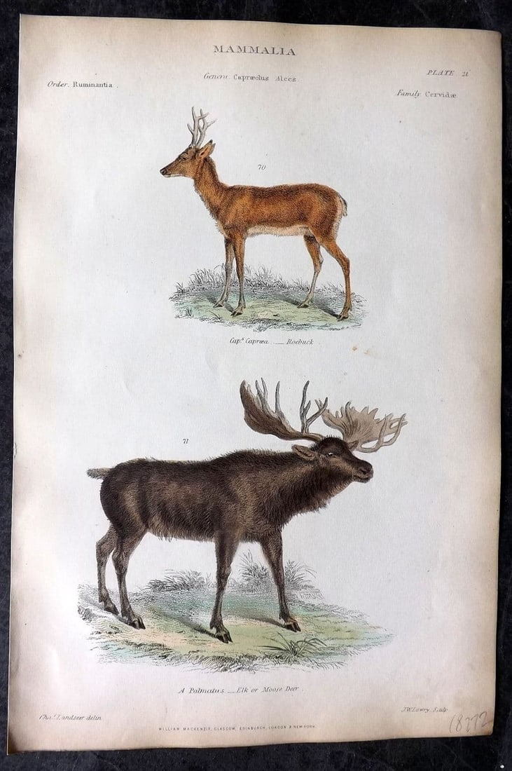 Richardson, John 1862 Hand Col Print. Roebuck, Elk or Moose Deer 21 (1 of 1)