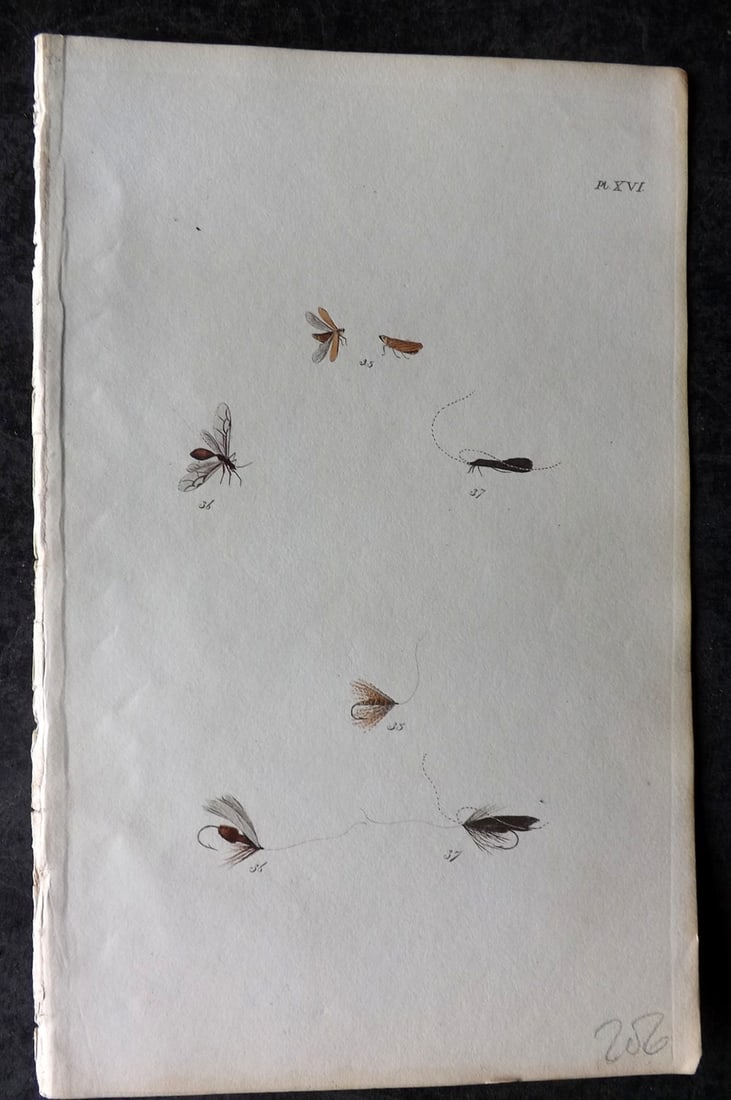 Ronalds, Alfred 1844 Hand Col Print. Fly Fishing Flies Entomology Angling 16: Hand Colored Etching Published 1844, London for "The Fly Fisher's Entomology" by Alfred Ronalds. Paper Size: 8 x 5 inch (21 x 13cm) Good Condition