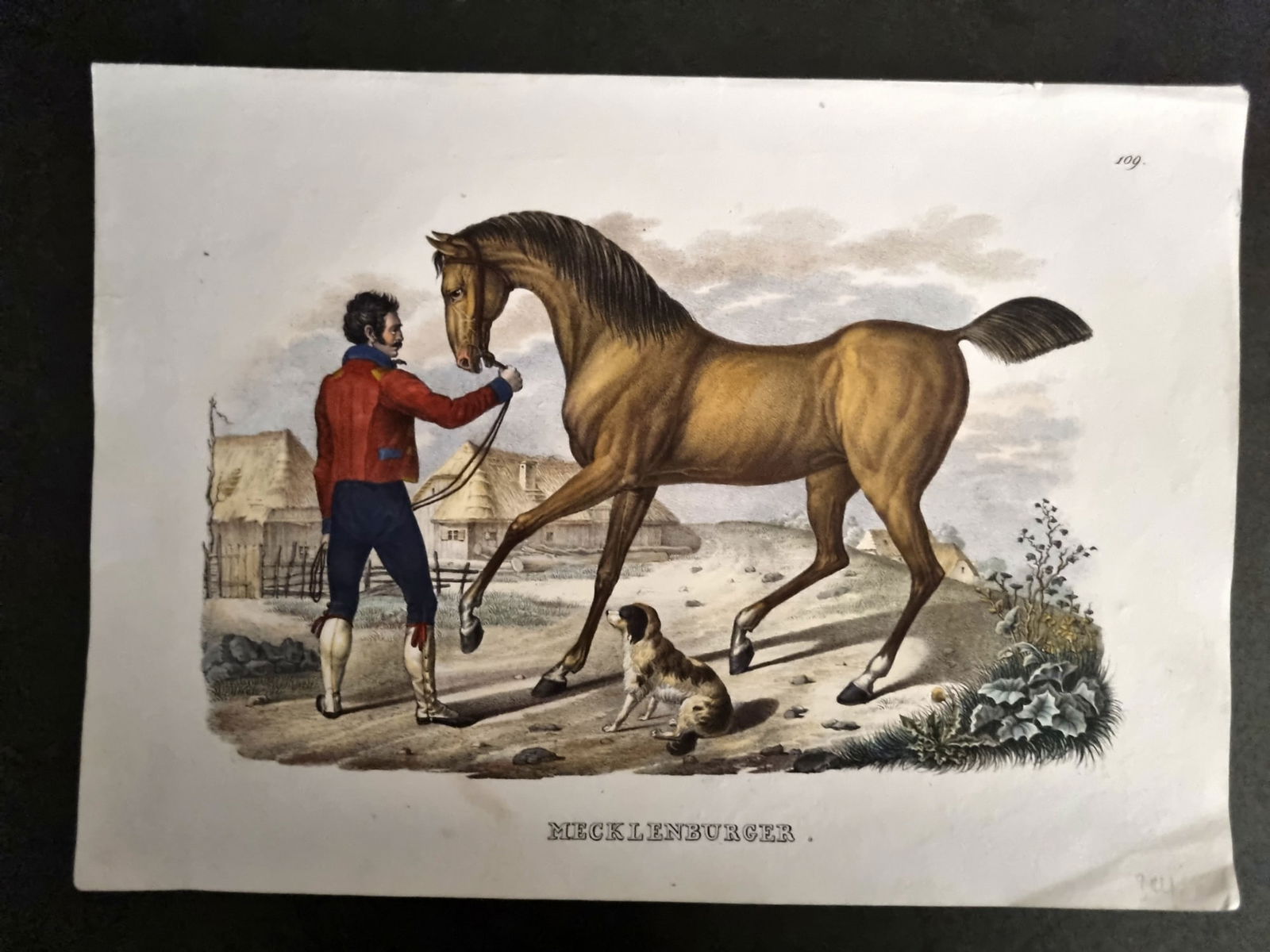 Schinz & Brodtmann 1844 Folio Hand Col Horse Print. Mecklenburger 109: Folio Hand Colored Lithograph Published 1831-45, Zurich for "Naturgeschichte und Abbildungen der Menschen..." by Heinrich Rudolph Schinz. Lithographed by Karl Joseph Brodtmann. Paper Size: 13.5 x 9.5
