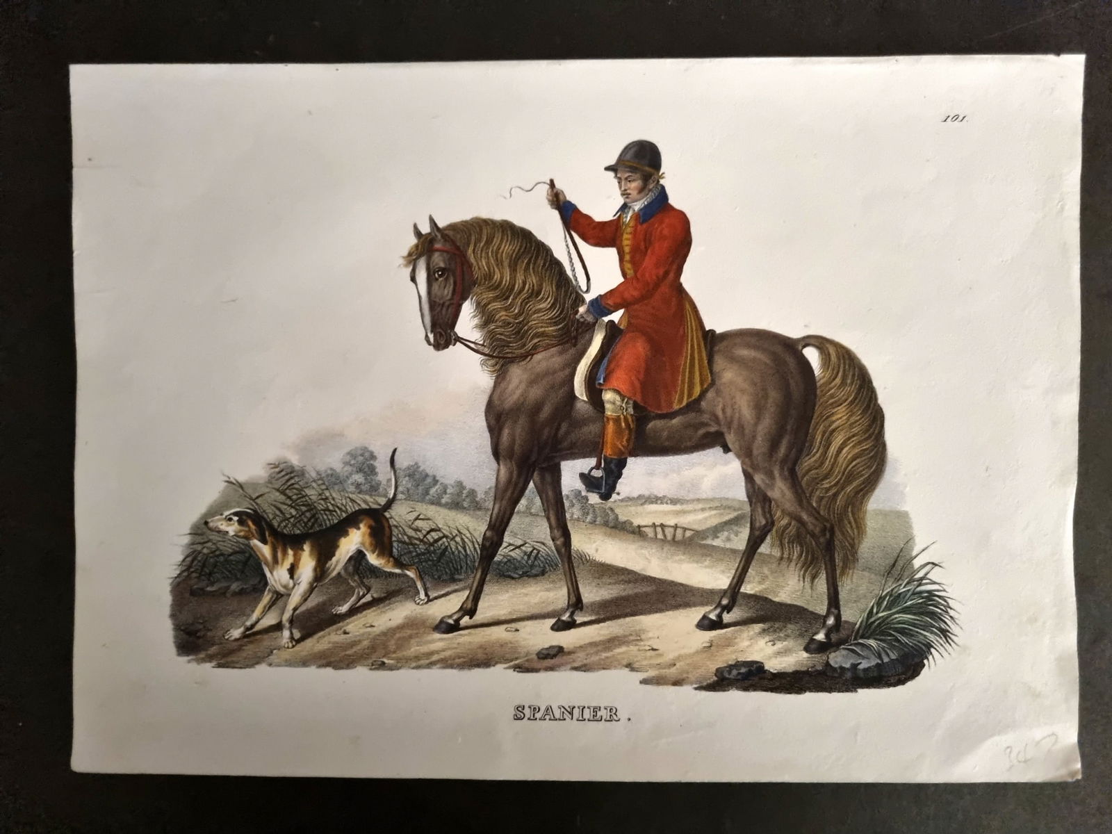 Schinz & Brodtmann 1844 Folio Hand Col Horse Print. Spanish. Spanier 101 (1 of 1)