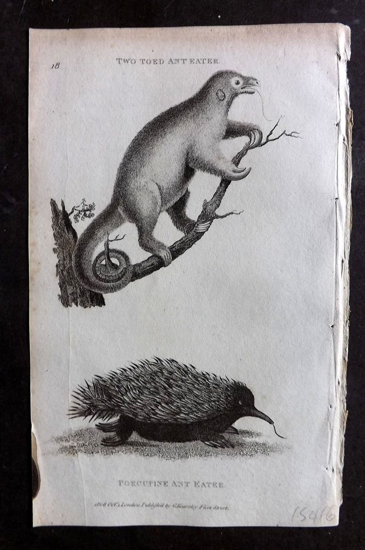Shaw, George 1809 Antique Print. Two Toed Ant Eater, Purcupine Ant Eater 18 (1 of 1)