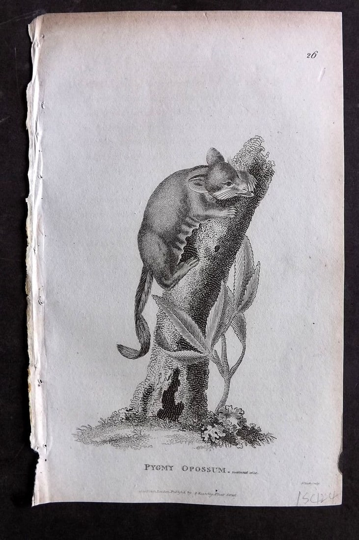 Shaw, George 1809 Antique Print. Pygmy Opossum 26: Copper Plate Published 1809 by G.Kearsley, London for "Zoological Lectures..." by George Shaw. Paper Size: 8.5 x 5 inch (22 x 13cm) Good Condition
