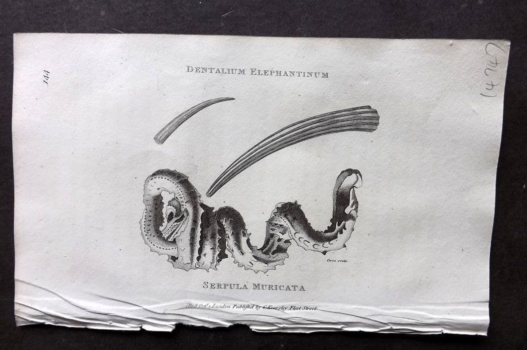 Shaw, George 1809 Antique Print. Serpula Muricata Shell 144: Copper Plate Published 1809 by G.Kearsley, London for "Zoological Lectures..." by George Shaw. Paper Size: 8 x 5 inch (21 x 13cm) Good Condition