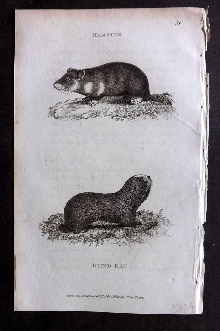 Shaw, George 1809 Antique Print. Hamster, Blind Rat 31 (1 of 1)