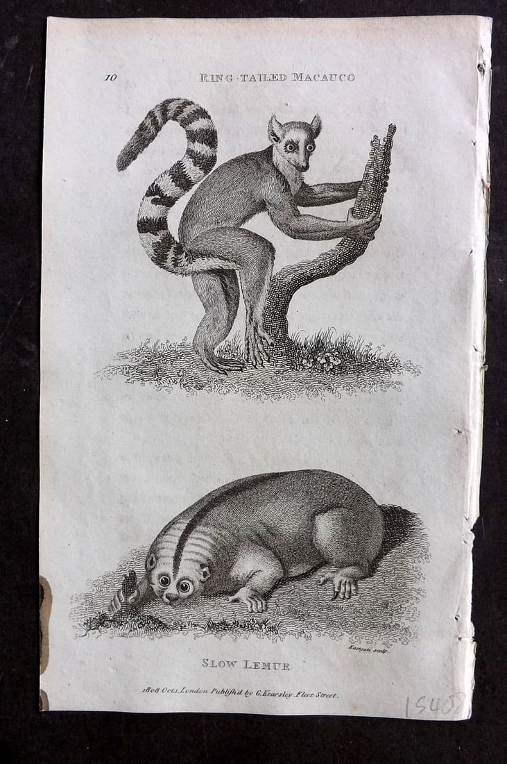 Shaw, George 1809 Antique Print. Ring Tailed Macauco & Slow Lemur 10 (1 of 1)