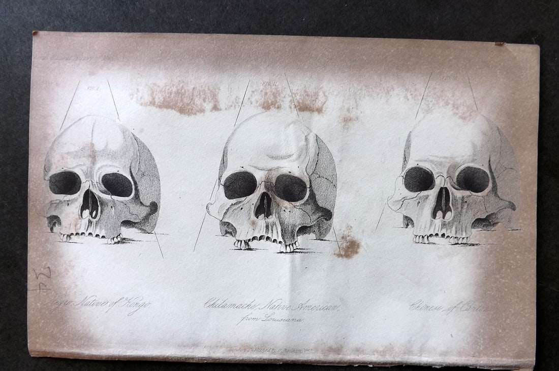 Prichard, James 1848 Skulls from Kongo, American at Louisiana, Chinese of Canton 04 (1 of 1)