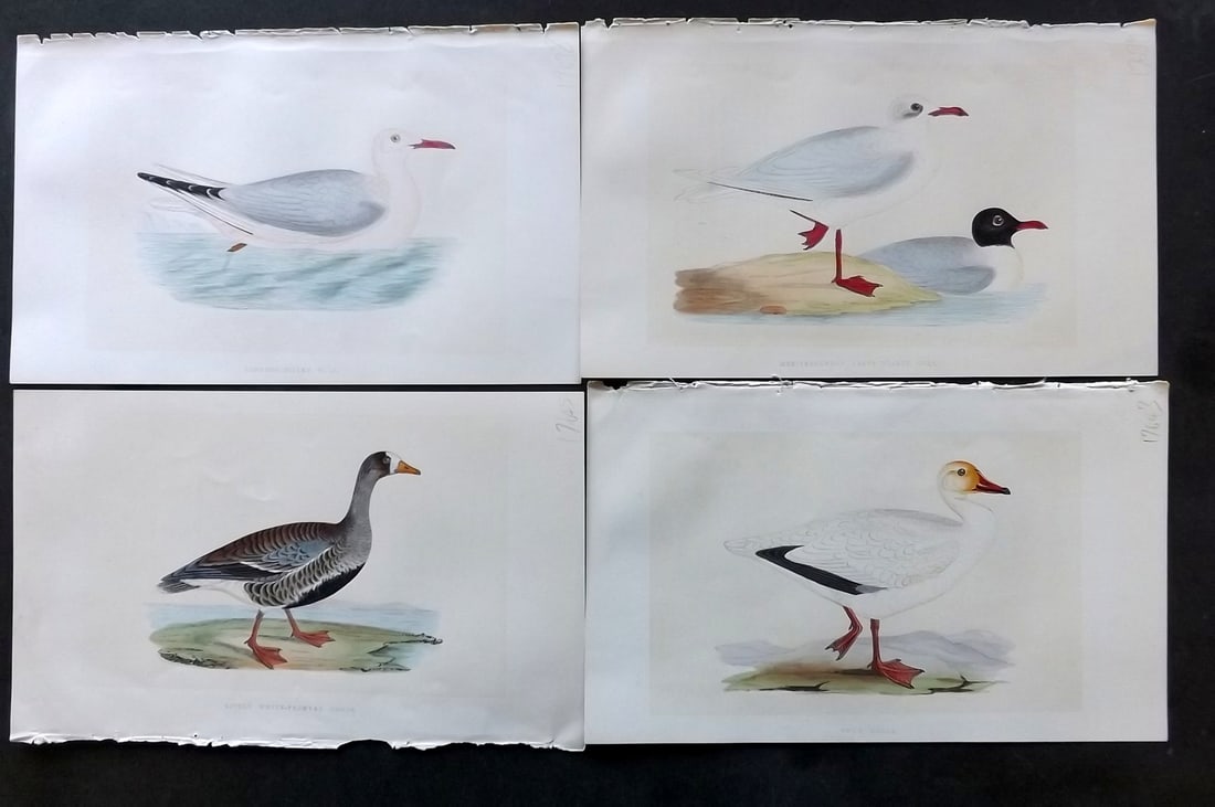 Bree, Charles 1859 Lot of 4 Hand Col Bird Prints (1 of 1)
