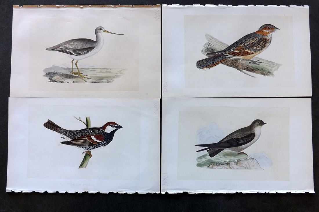 Bree, Charles 1859 Lot of 4 Hand Col Bird Prints (1 of 1)