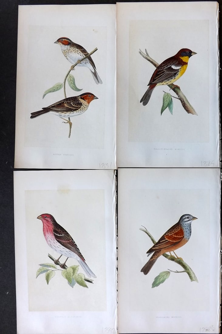 Bree, Charles 1859 Lot of 4 Hand Col Bird Prints (1 of 1)