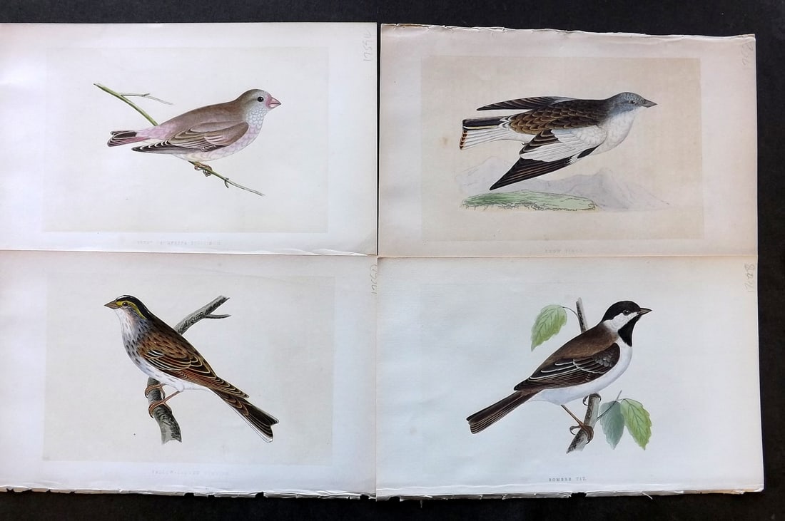 Bree, Charles 1859 Lot of 4 Hand Col Bird Prints (1 of 1)
