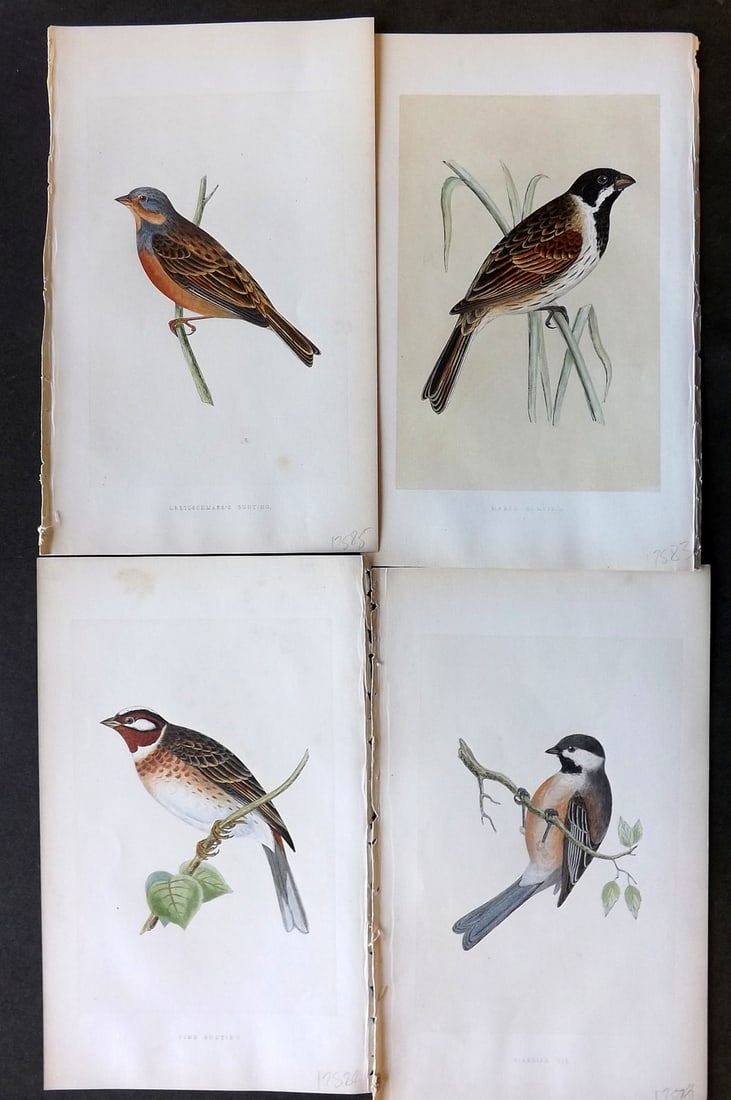 Bree, Charles 1859 Lot of 4 Hand Col Bird Prints (1 of 1)