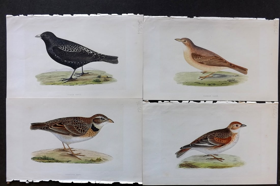 Bree, Charles 1859 Lot of 4 Hand Col Bird Prints (1 of 1)