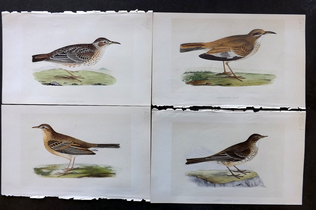 Bree, Charles 1859 Lot of 4 Hand Col Bird Prints (1 of 1)