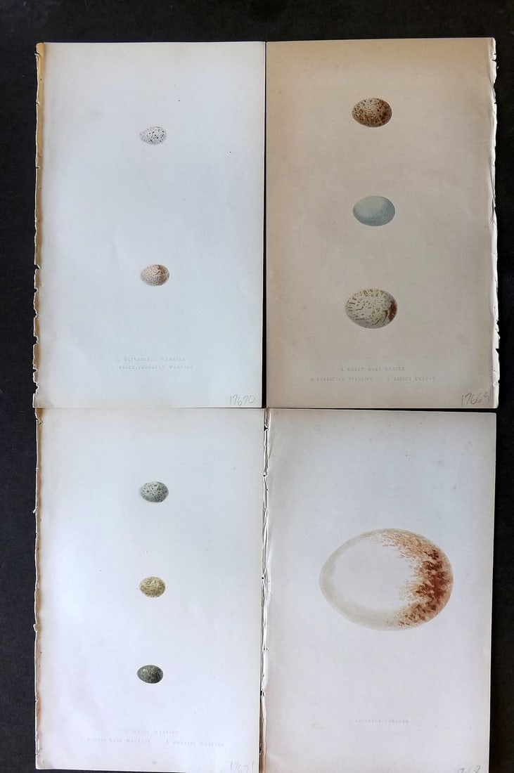 Bree, Charles 1859 Lot of 4 Hand Col Bird Egg Prints (1 of 1)