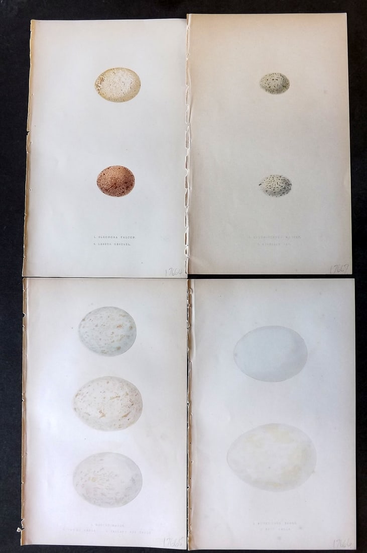 Bree, Charles 1859 Lot of 4 Hand Col Bird Egg Prints (1 of 1)