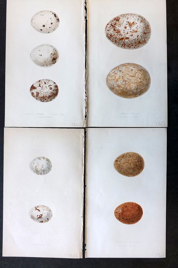 Bree, Charles 1859 Lot of 4 Hand Col Bird Egg Prints (1 of 1)