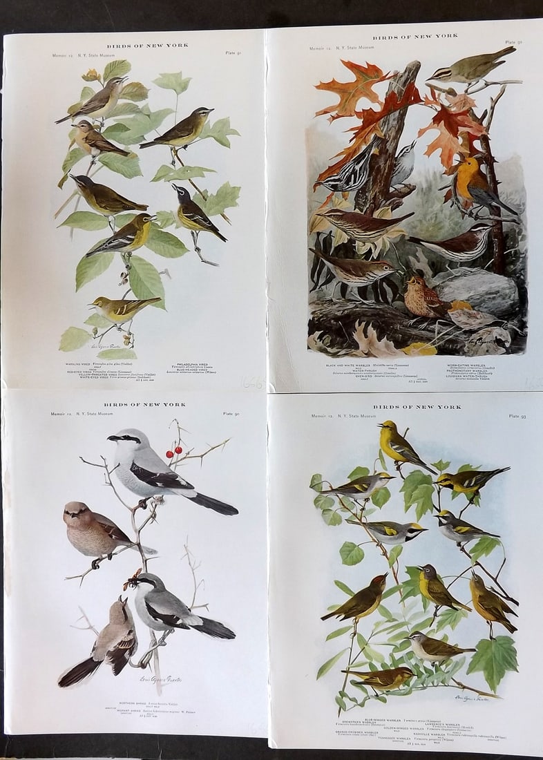 Eaton & Fuertes Birds of New York 1914 Lot of 4 Antique Bird Prints (1 of 1)