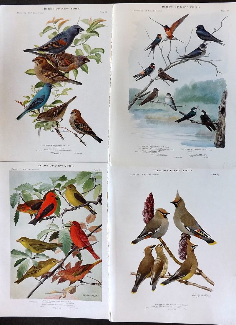 Eaton & Fuertes Birds of New York 1914 Lot of 4 Antique Bird Prints (1 of 1)